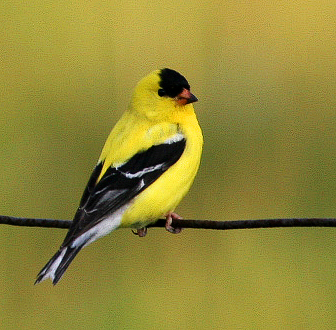 American Goldfinch 8853.jpg
