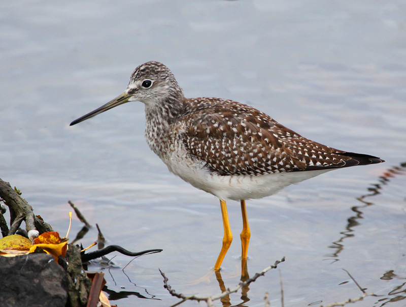 Yellowlegs 2 0911.jpg