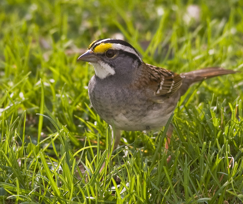Bird Test Shot 8214