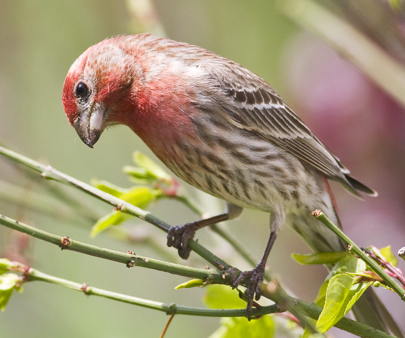 Bird 8484.jpg