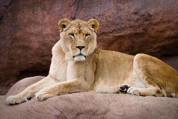 Lion-6837.jpg