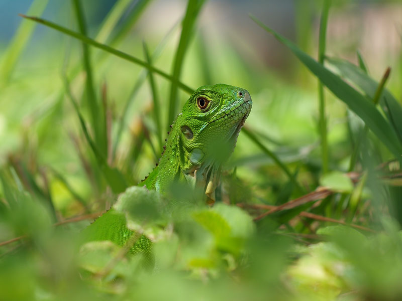 Green Iguana (Iguana iguana) 10