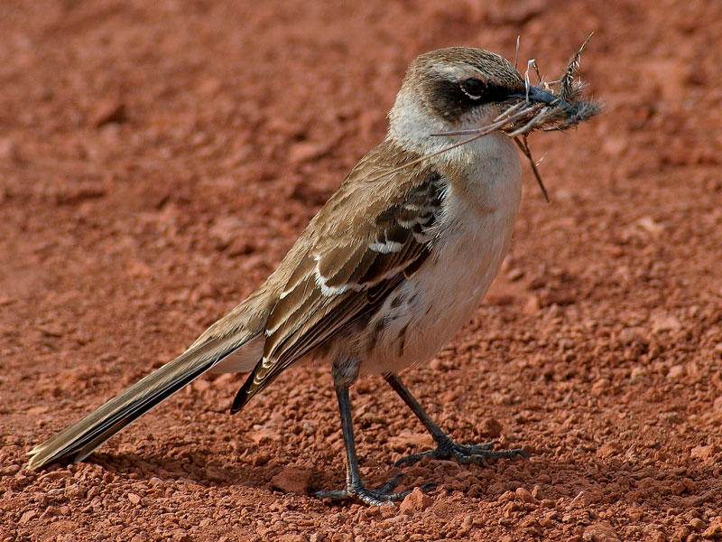 Galpagos Mockingbird (Nesomimus Parvulus Personatus)