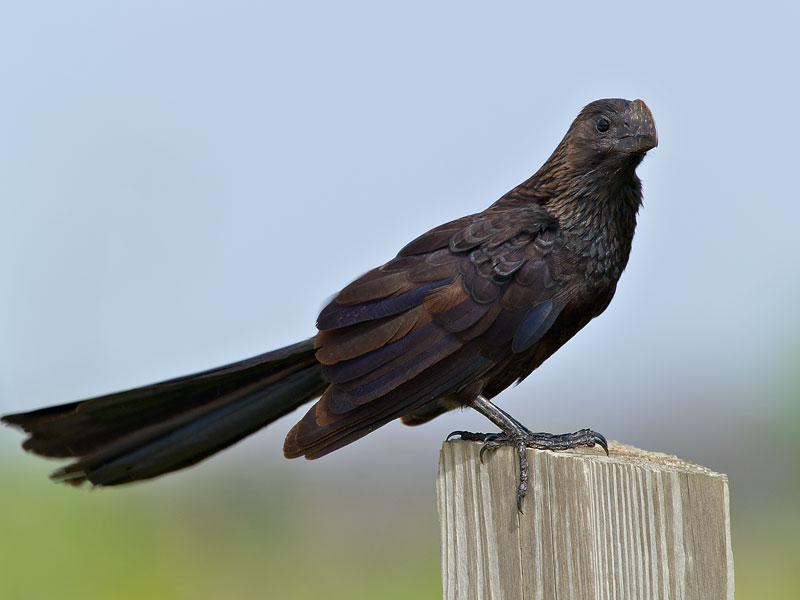 Smooth-Billed Ani (Crotophaga ani) 3