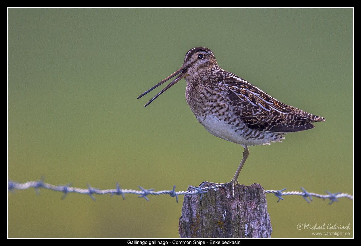 Common Snipe, Vombsjn