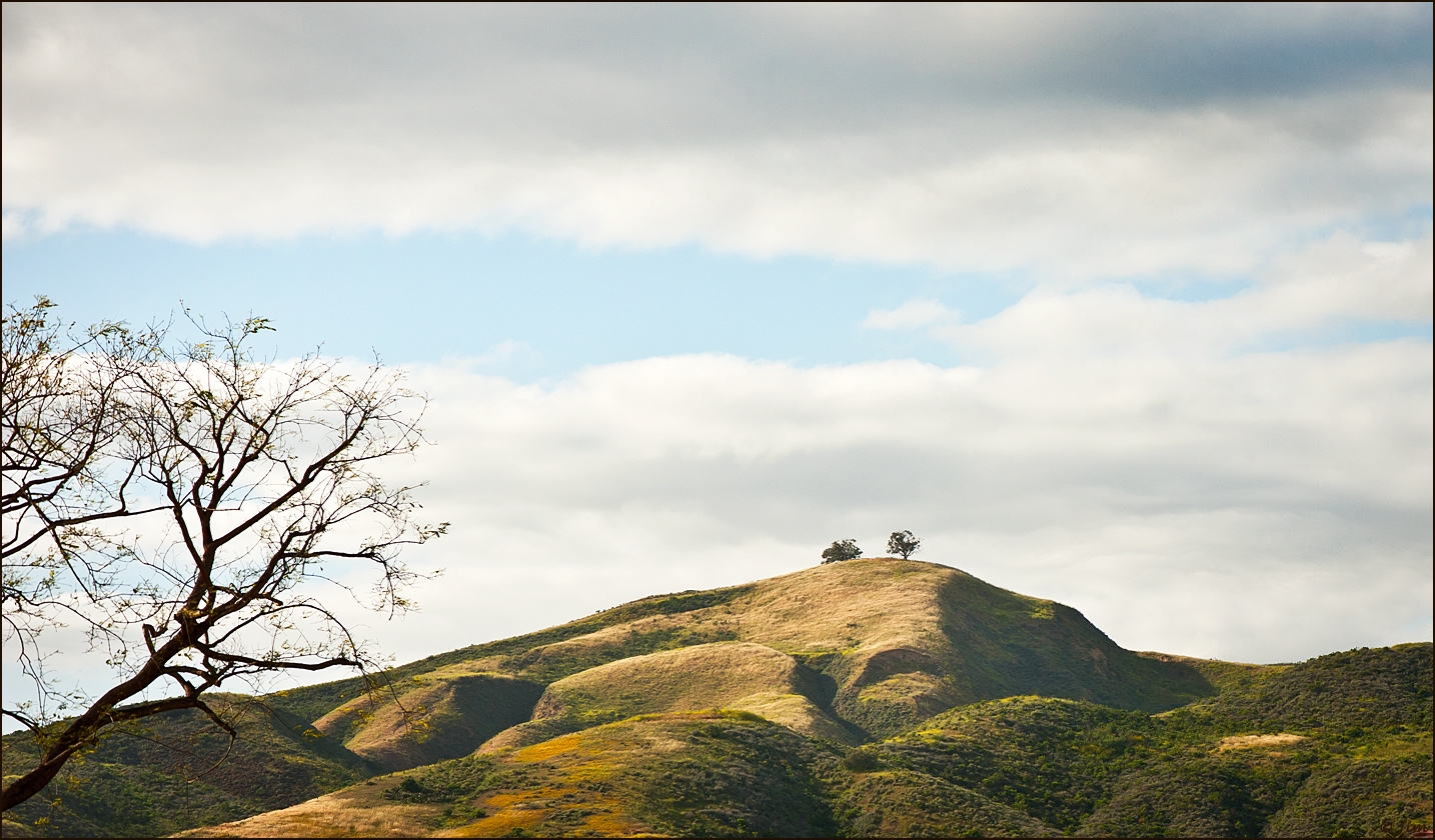 Three Trees