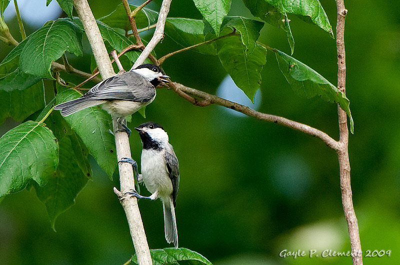 A Pair of Chickadees