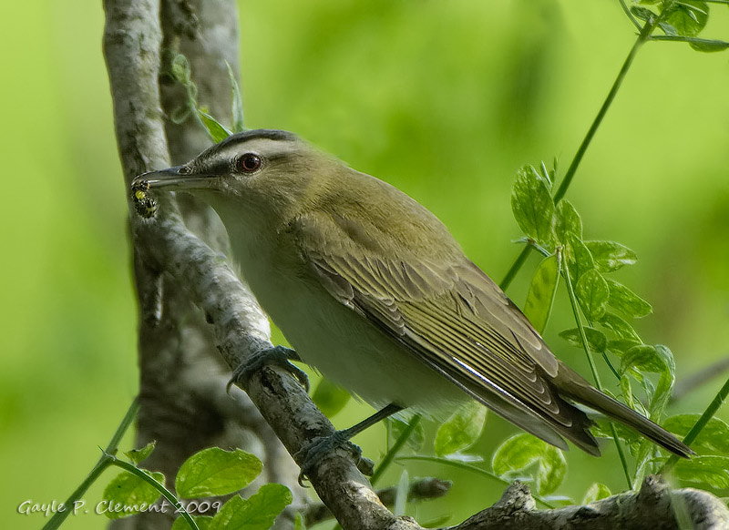 Red-eyed Vireo