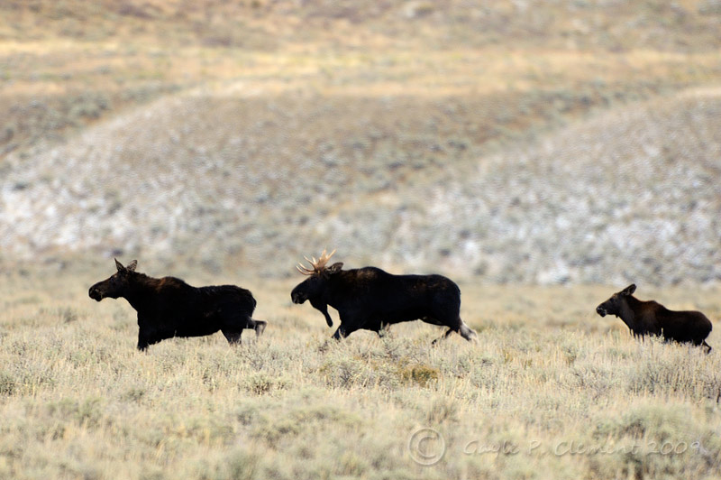 Moose Family on the Run