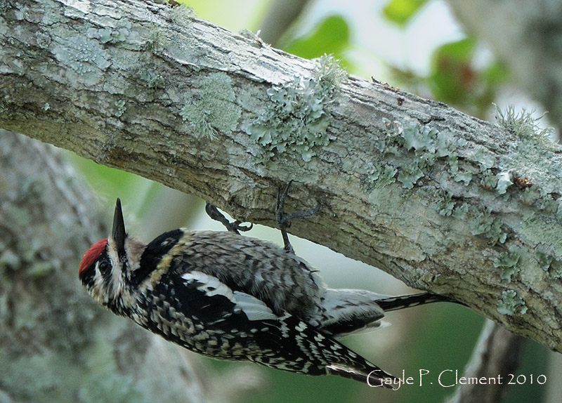 Yellow-bellied Sapsucker