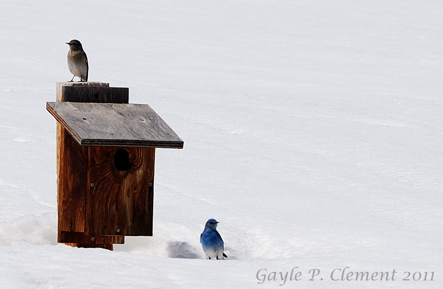 Mountain Bluebirds in the Snow