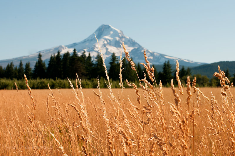 Wheat and Mt. Hood