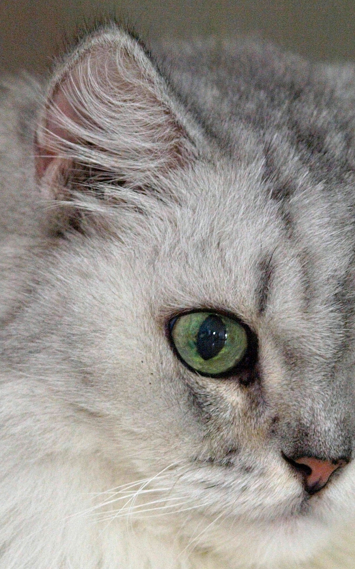 _9201562PPCrop1.jpg