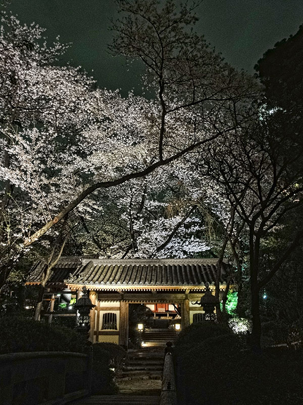 Night Sakura Viewing at Grand Prince Hotel Shin Takanawa