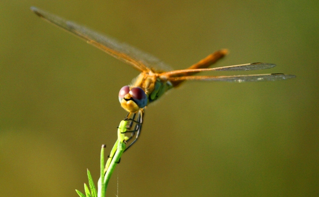 Red-veined Darter - Sympetrum fonscolombii - Liblula dales vermelles - Liblula de alas rojas