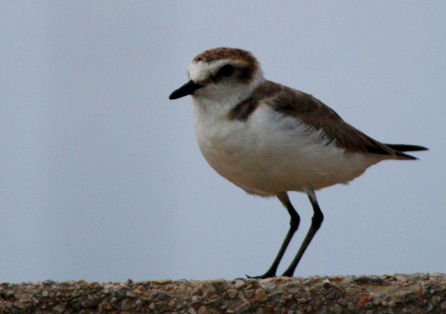 Kentish Plover - Charadrius alexandrinus - Chorlitejo patinegro - Corriol camanegre