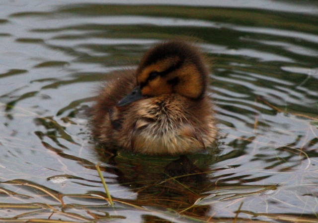 Mallard chick - Anas platyrhynchos - Pollito Anade Real - pollet Anec Coll-verd