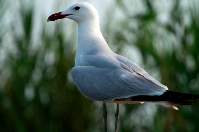 Audouins Gull - Larus audouinii - Gaviota de Audouin - Gavina Corsa