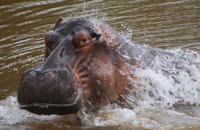 Hippopotamus - Hippopotamus amphibius - Hipoptamo - Hipoptam