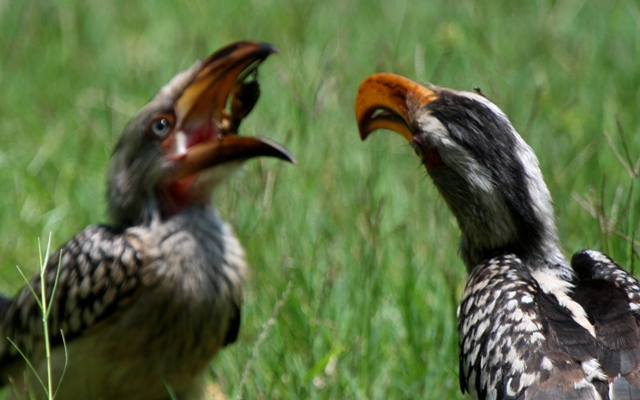 Calao dando de comer a un pollo - Hornbill feeding chick