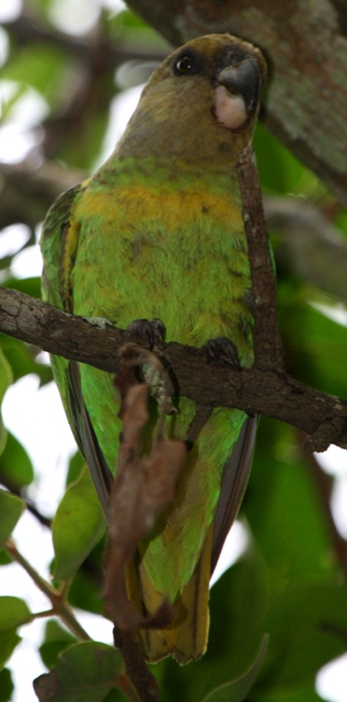 Parrot - Lloro - Loro