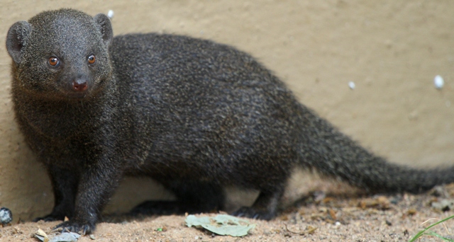 Pigmy mongoose - Mangosta enana