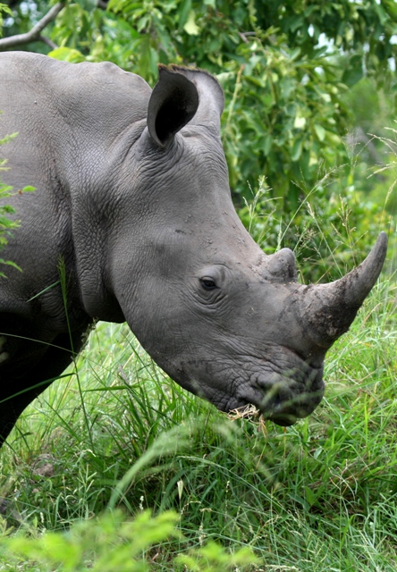 White or Grass Rhinoceros - Ceratotherium simum - Rinoceronte blanco - Rinoceront blanc