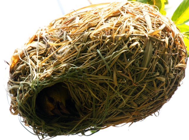 Female Weaverbird inside the nest