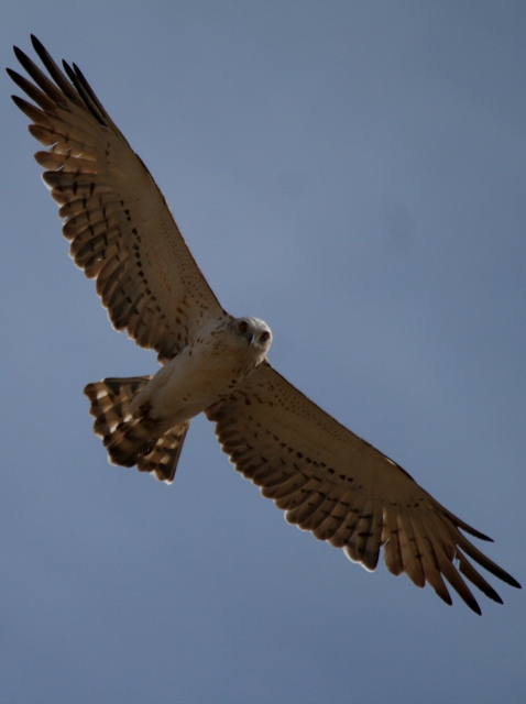 Short toed snake eagle - Circaetus gallicus - Aguila culebrera - guila Marcenca