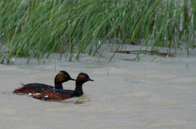 Black necked greebes - Zampulln cuellinegro - Cabuss coll-negre