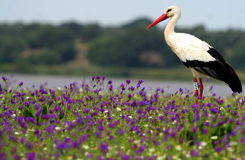 White stork in the flowered spring in doana