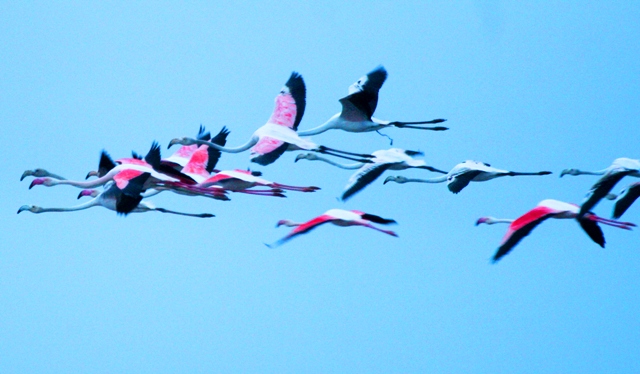 Flamingos in flight