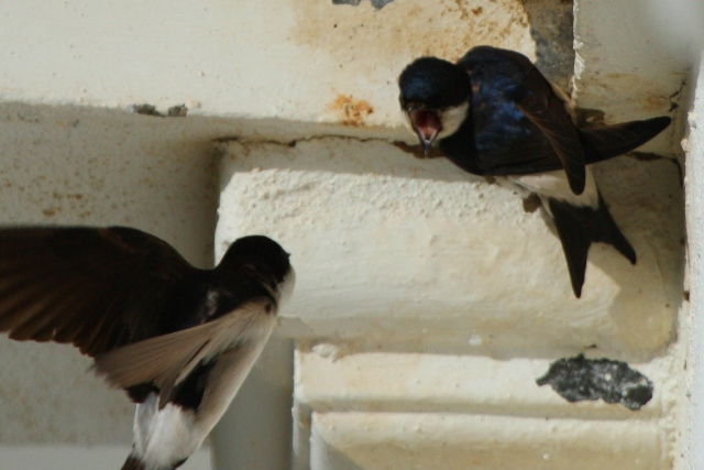 House martin - Delichon urbica - Avin comn - Oreneta cuablanca