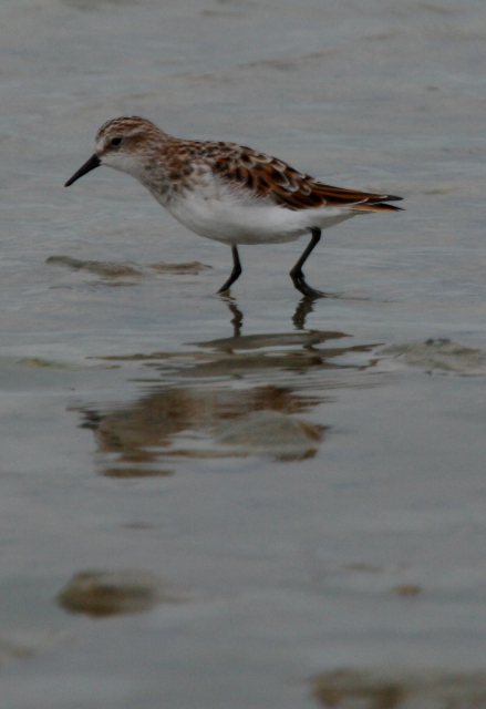 little stint - Caldris minuta - Correlimos menudo - Territ menut