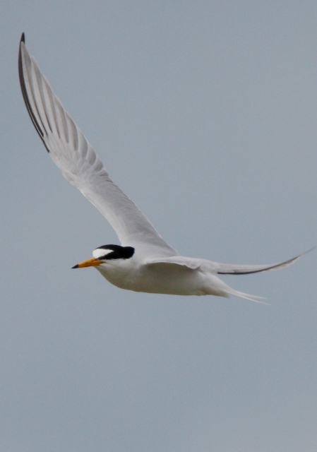 Little Tern - Sterna albifrons - Charrancito - Xatrac menut