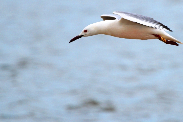 Slender billed gull in flight - Larus genei - Gaviota picofina - Gavina capblanca