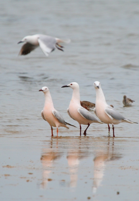 Slender billed Gull - Larus genei - Gaviota picofina - Gavina capblanca
