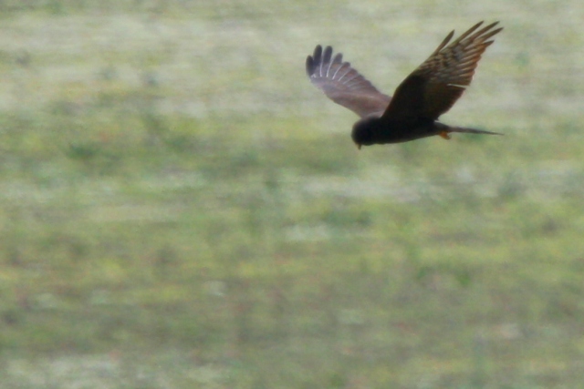 Adult Female Montagus Harrier Dark morph - Circus pygargus - Aguilucho cenizo fase oscura - Esparver cendrs