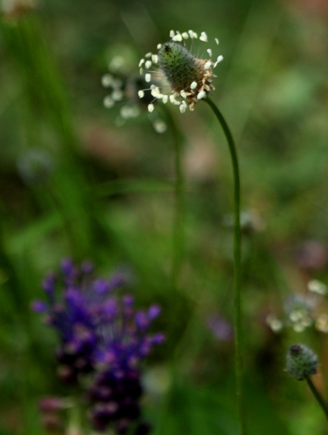 Ringed flower