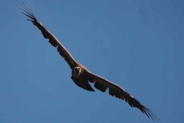 Griffon Vulture - Gyps fulvus - Buitre leonado - Voltor Com