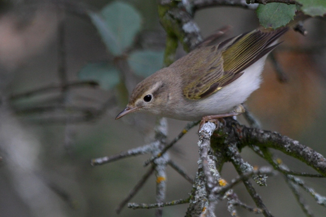 Bonellis Warbler - Phylloscopus bonelli - Mosquitero papialbo - Mosquiter Pllid