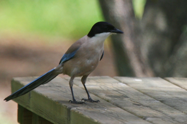 Azure winged Magpie - Cyanopica cyanus - Rabilargo, Rabo, Mohno