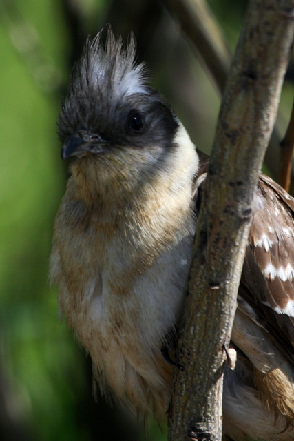 Great spotted Cuckoo - Clamator glandarius - Crialo - Cucut reial