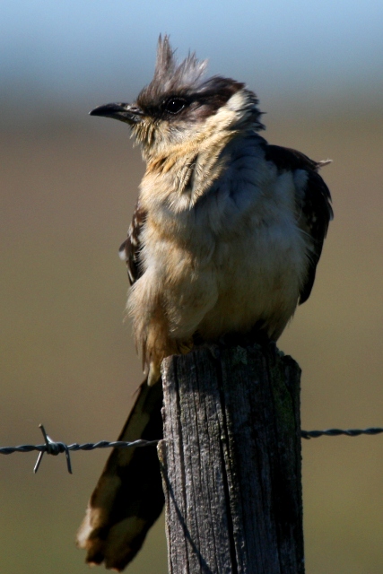 Great spotted Cuckoo - Clamator glandarius - Crialo - Cucut reial