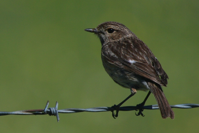 Adult Female Stonechat - Saxicola torquata - Tarabilla - Bitxac