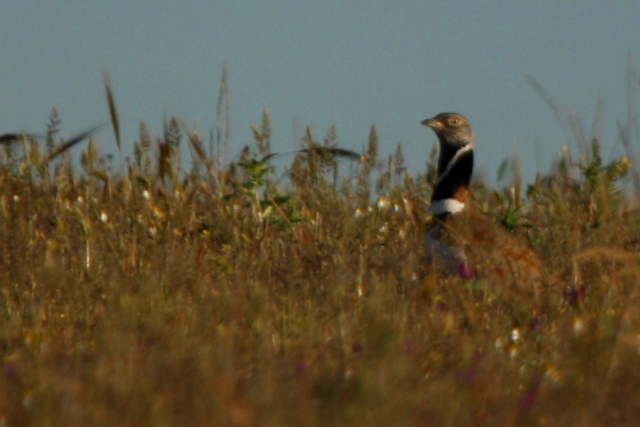 Little Bustard - Tretrax tetrax - Sisn - Sis