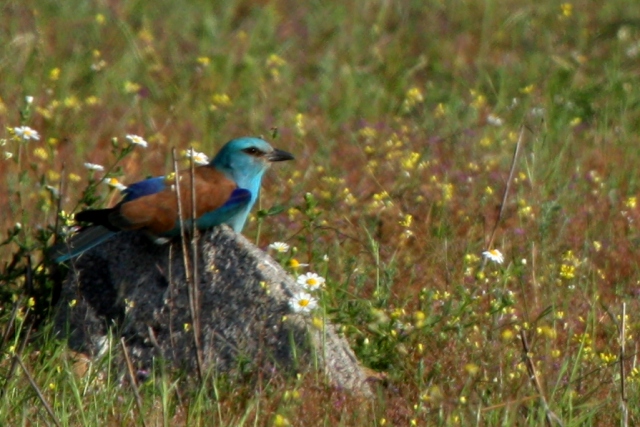 European Roller in Serena - Coracias garrulus - Carraca - Gaig Blau