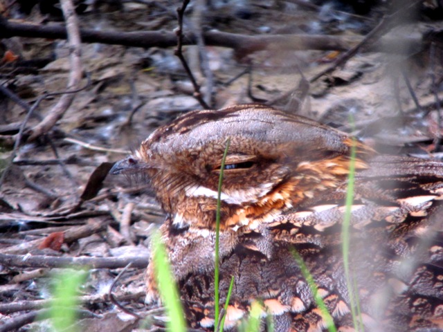 Red-necked Nightjar - Caprimulgus ruficollis - Chotacabras pardo - Siboc