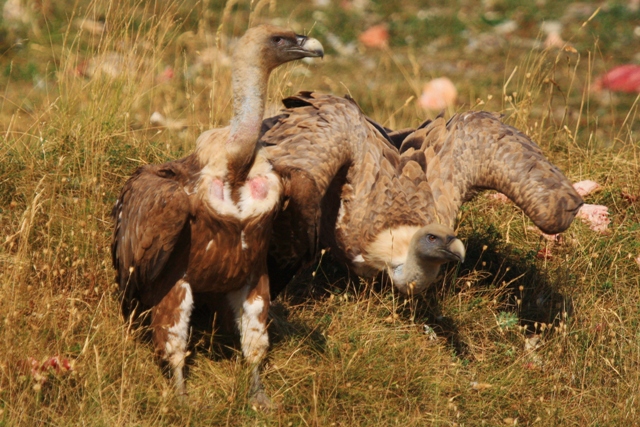 Griffon vulture