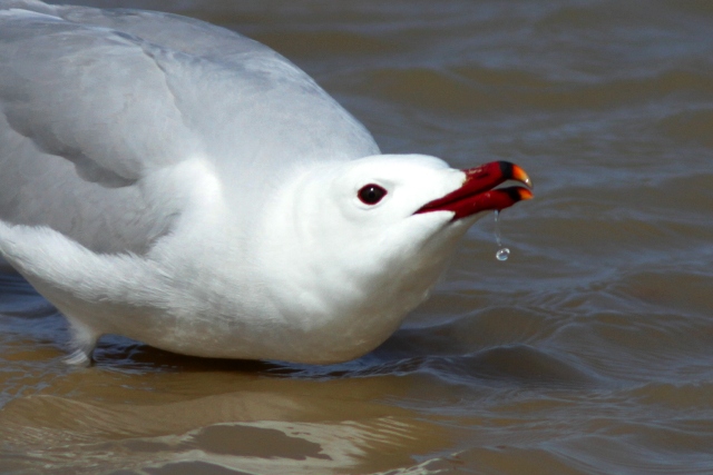 Audouins Gull - Larus audouinii - Gaviota de Audouin - Gavina Corsa